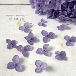 希少・数量限定】 黒ほおずき 【 ロスフラワー 】 ＜ 六合（くに）の花