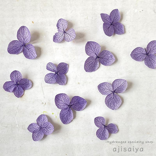 アナベル　あじさい花びら あじさい 花びら【国産 アナベル・むらさき 30枚】あじさいの