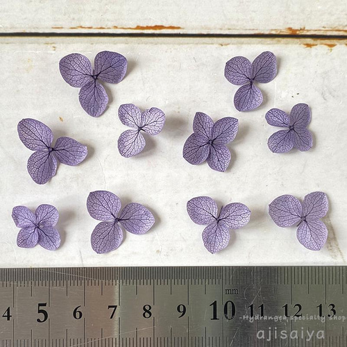 あじさい 花びら【国産 アナベル・むらさき 30枚】あじさいのお福分け