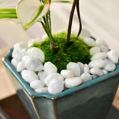 角盆栽鉢 長角盆栽鉢 Aシリーズ – TaiShoDo ONLINE SHOP