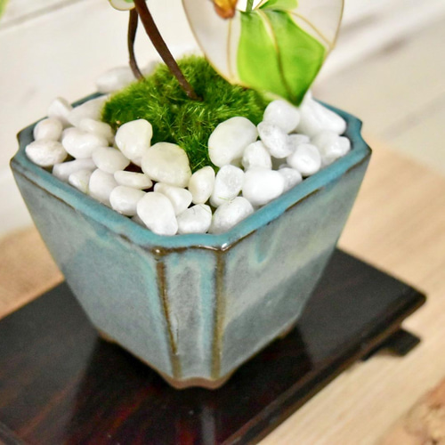 創作盆栽】鬼灯 青緑角鉢 盆栽 風碧(kazamidori) 通販 13361122