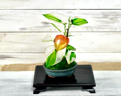 403 盆栽　盆栽鉢　植木鉢　和鉢　碧祥 403 盆栽 盆栽鉢 植木鉢 和鉢 碧祥