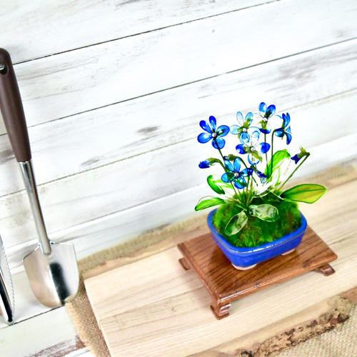 小鉢】 青すみれ 青平鉢 盆栽 風碧(kazamidori) 通販 13361347