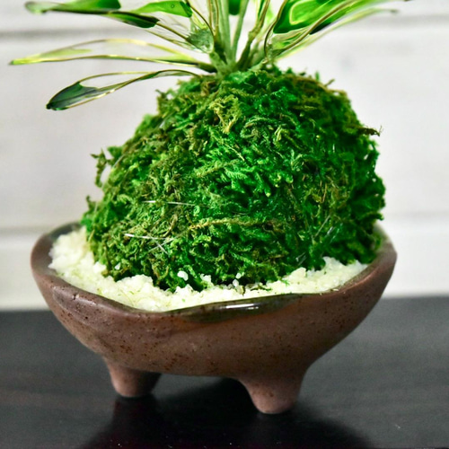 苔玉小鉢】 すみれミックス 三足茶小鉢 盆栽 風碧(kazamidori