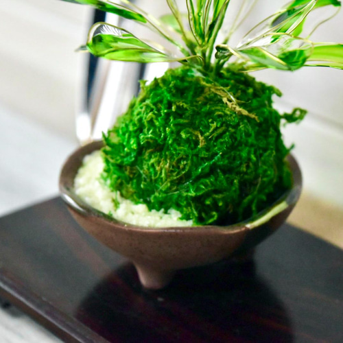 苔玉小鉢】 すみれミックス 三足茶小鉢 盆栽 風碧(kazamidori