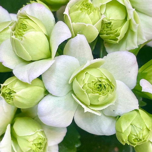 八重咲き バラ咲き カランコエ クイーンローズ モアフラワーズパリ