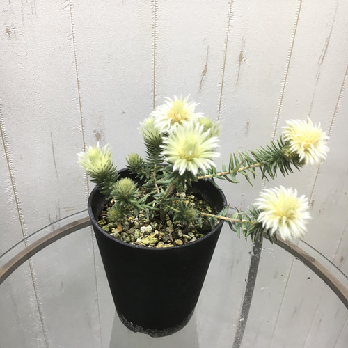 フィリカ プベッセンス ワフトフェザー その他インテリア雑貨 PLANTS