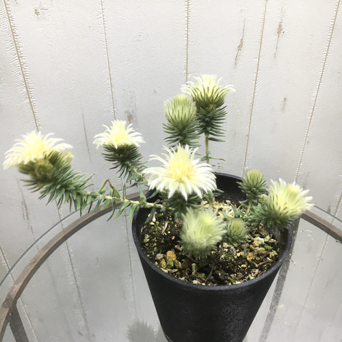 フィリカ プベッセンス ワフトフェザー その他インテリア雑貨 PLANTS