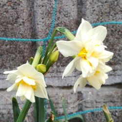 寒咲 【八重咲き日本水仙 2 】一重咲きより 一段と素晴らしい芳香 球根