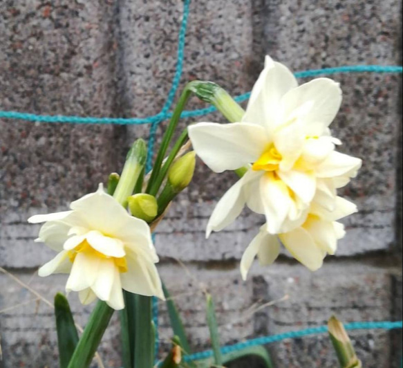 寒咲 【八重咲き日本水仙 2 】一重咲きより 一段と素晴らしい芳香 球根