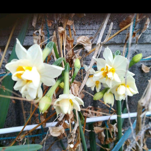 寒咲 【八重咲き日本水仙 2 】一重咲きより 一段と素晴らしい芳香 球根