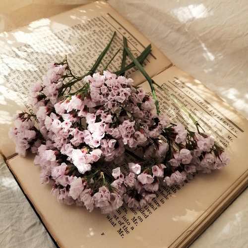 桜のお花のような、くすみピンク色の可愛いスターチスのドライフラワー