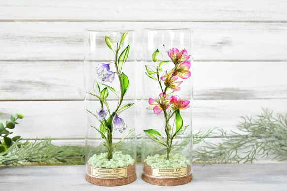 旧作 植物標本 野茨・ベルテッセン セット ハーバリウム・植物