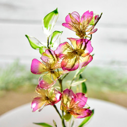 旧作 植物標本 野茨･ベルテッセン セット 8枚目の画像