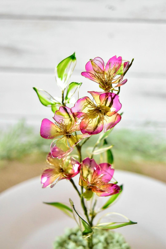 旧作 植物標本 野茨･ベルテッセン セット 8枚目の画像