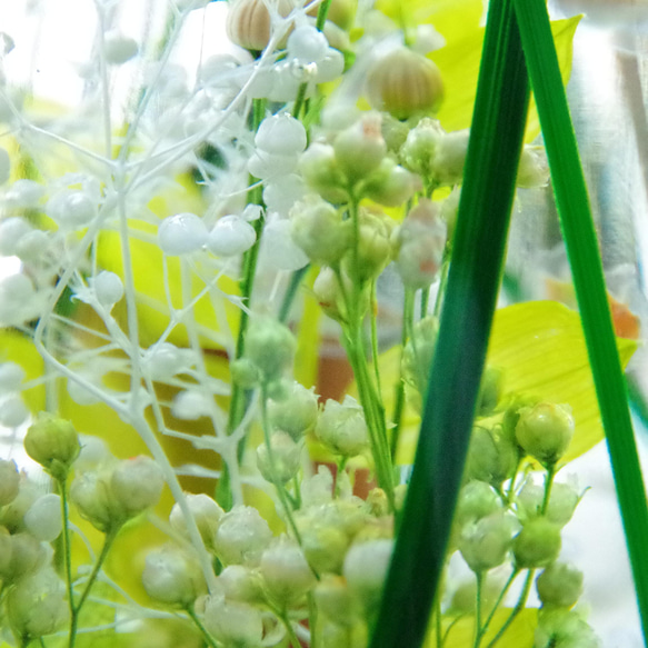 【作りたて！再販13】めだかのさんぽ道　野原のみち　春草の生い茂る透明感溢れるグリーンハーバリウム 11枚目の画像