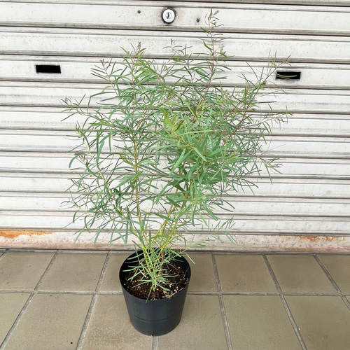 背高め ナチュラルグリーン ユーカリ ニコリー その他インテリア雑貨