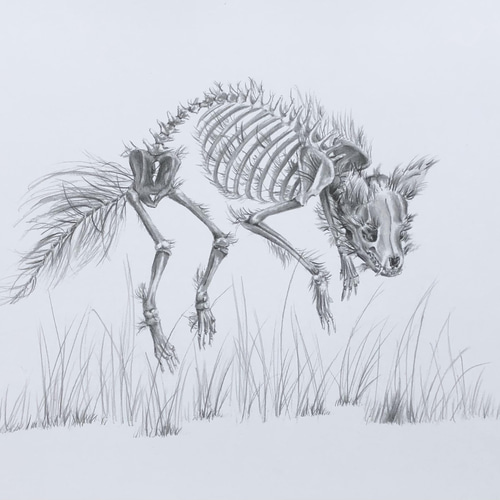 キツネの骸骨プリント その他アート ArtByEmily 通販 13364266