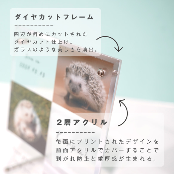 【 アクリルフォトボード B15 】ペット オリジナルグッズ 犬 猫 インスタ ハムスター うさぎ ハリネズミ 3枚目の画像