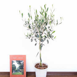 [送料無料]　オリーブの木　観葉植物　インテリアグリーン　贈り物 2枚目の画像