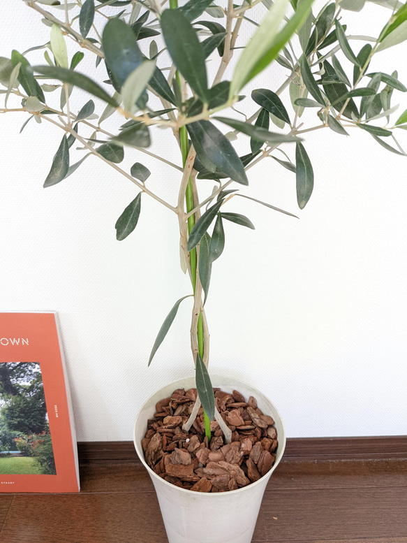 [送料無料]　オリーブの木　観葉植物　インテリアグリーン　贈り物 4枚目の画像