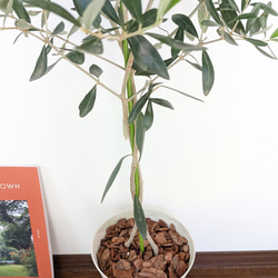 [送料無料]　オリーブの木　観葉植物　インテリアグリーン　贈り物 6枚目の画像