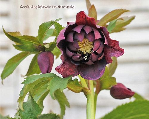 花苗 クリスマスローズ ダブル ダークレッド 5号ポット 八重咲き