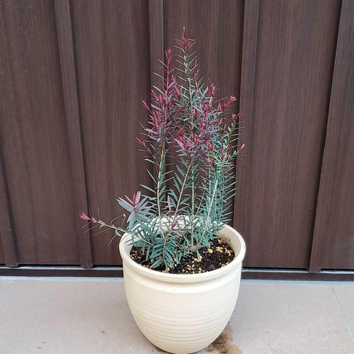 オージープランツ メラルウカ レッドジェム 120cm①