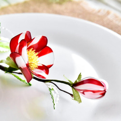 【植物標本 M】椿 紅白絞り Camellia 7枚目の画像