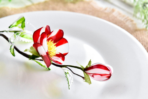 【植物標本 M】椿 紅白絞り Camellia 7枚目の画像
