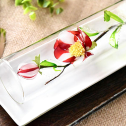 【植物標本 M】椿 紅白絞り Camellia 10枚目の画像