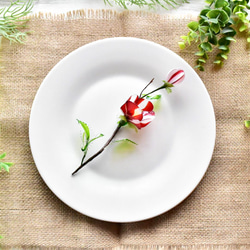 【植物標本 M】椿 紅白絞り Camellia 4枚目の画像