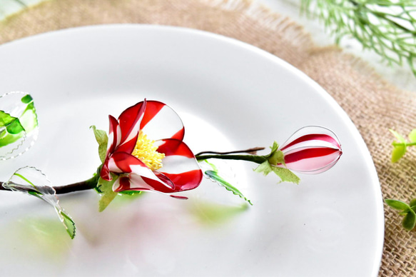 【植物標本 M】椿 紅白絞り Camellia 5枚目の画像