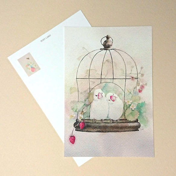 ポストカード　「白文鳥といちご」　４点セット 1枚目の画像