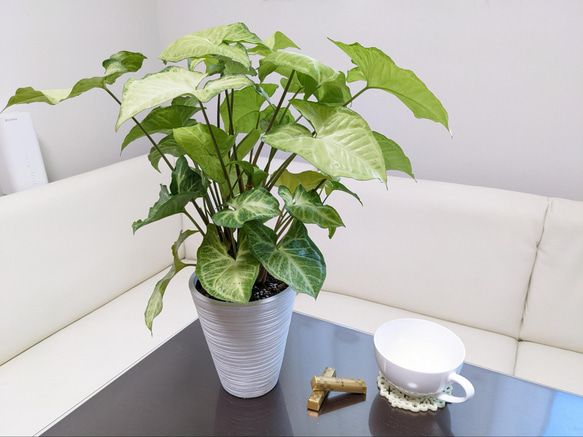 インテリア 葉っぱ 緑 送料無料】淡い緑の爽やかシンゴニウム 観葉植物 インテリアグリーン