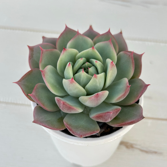 専用です GWセール 多肉植物 プリズム 韓国苗 【公式通販】