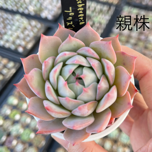 プリズム 多肉植物 多肉植物 kanomarihome 通販 13366878｜Creema