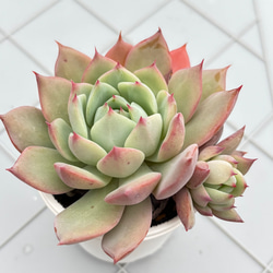 プリズム 多肉植物 多肉植物 kanomarihome 通販 13366878｜Creema