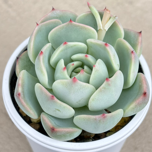 新作 多肉植物 エケベリア タフィーアイスクリーム 5cm 抜き苗 1