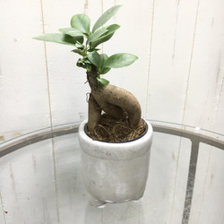 精霊が宿る木　ミニサイズ ガジュマル　フット付き セメントポット 1枚目の画像