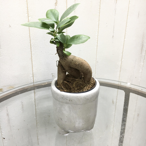 精霊が宿る木　ミニサイズ ガジュマル　フット付き セメントポット 1枚目の画像