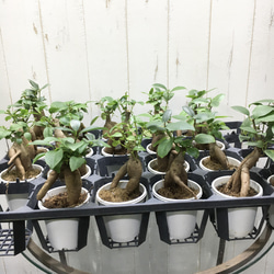 精霊が宿る木　ミニサイズ ガジュマル　フット付き セメントポット 10枚目の画像