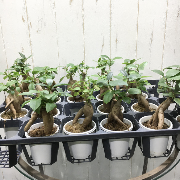 精霊が宿る木　ミニサイズ ガジュマル　フット付き セメントポット 10枚目の画像