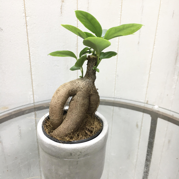 精霊が宿る木　ミニサイズ ガジュマル　フット付き セメントポット 3枚目の画像