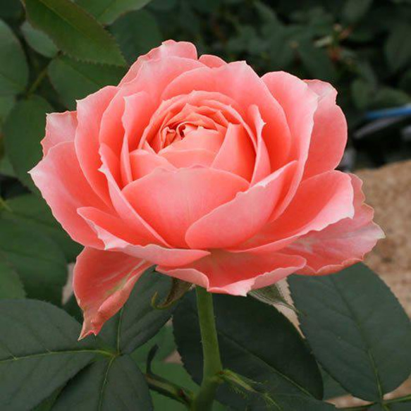 リアル和薔薇ノ香15ml　real flower aroma　生花のアロマ　レディ―ス香水　 9枚目の画像