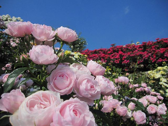 リアル和薔薇ノ香15ml　real flower aroma　生花のアロマ　レディ―ス香水　 10枚目の画像