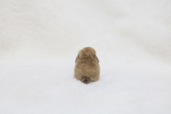 羊毛フェルト　小さな小さなうさぎさん ミニチュア  ホーランドロップイヤー　トート　トータス 7枚目の画像