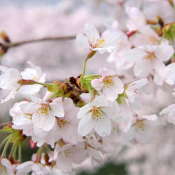 newボトル　リアル桜ノ香15ml　real flower aroma 粉河寺の10年桜　生花のアロマ　レディ―ス香水　 8枚目の画像