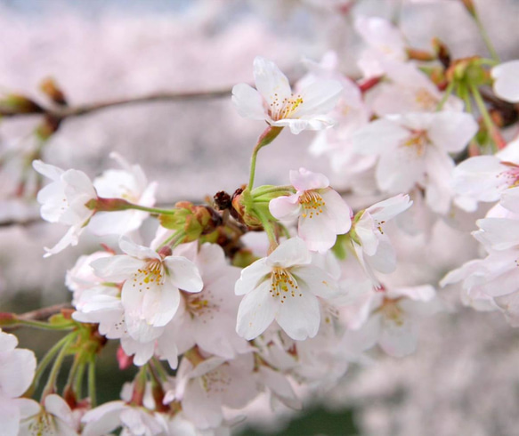 newボトル　リアル桜ノ香15ml　real flower aroma 粉河寺の10年桜　生花のアロマ　レディ―ス香水　 8枚目の画像