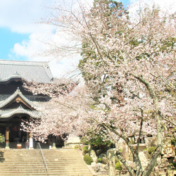 newボトル　リアル桜ノ香15ml　real flower aroma 粉河寺の10年桜　生花のアロマ　レディ―ス香水　 3枚目の画像